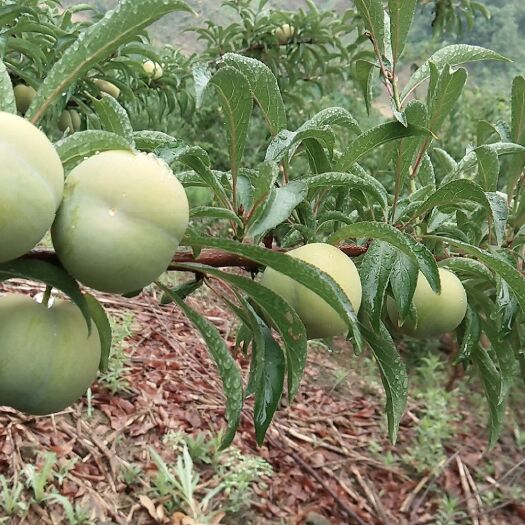 关岭县 贵州蜂糖李