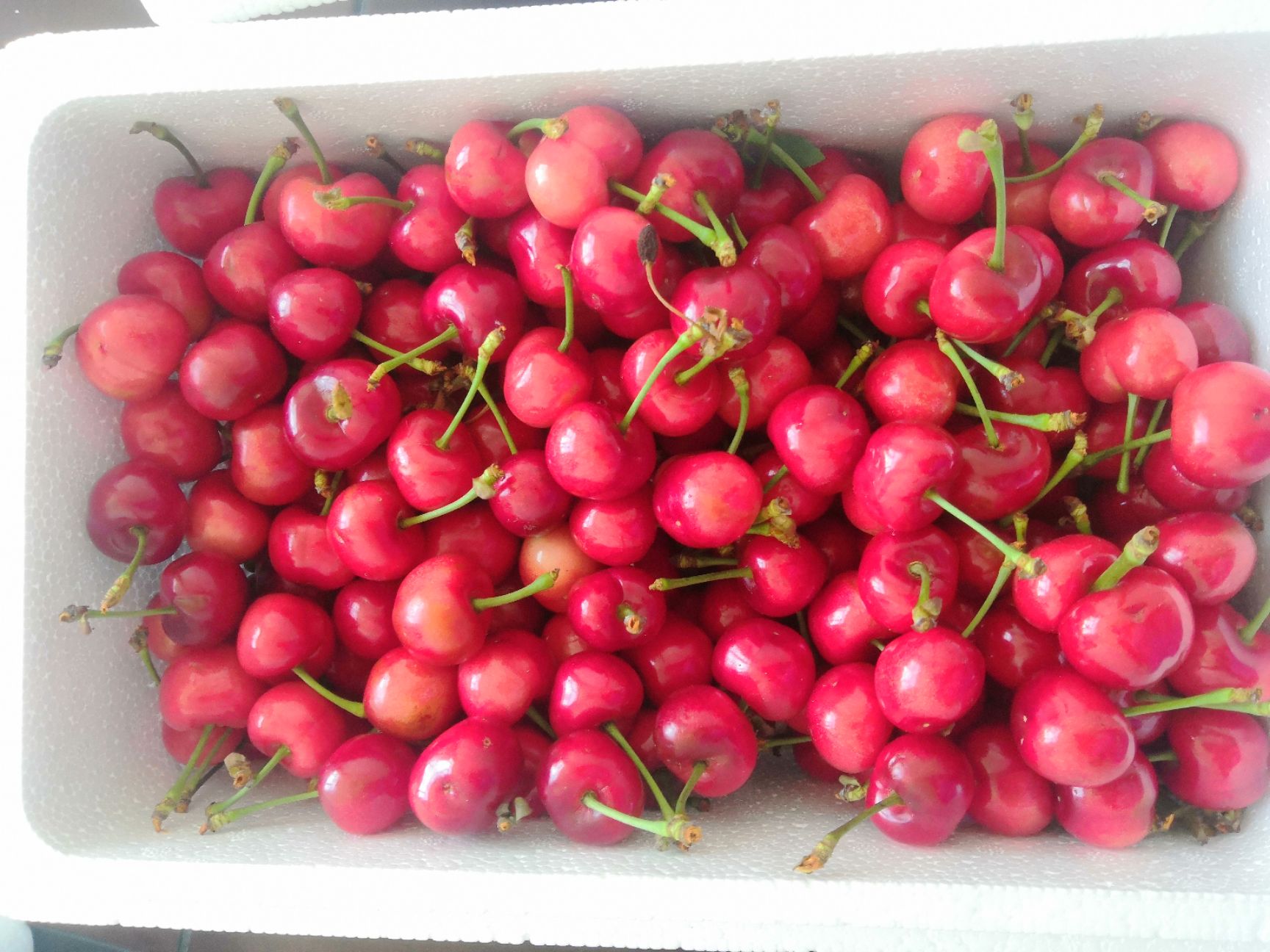 红灯樱桃 烟台红灯