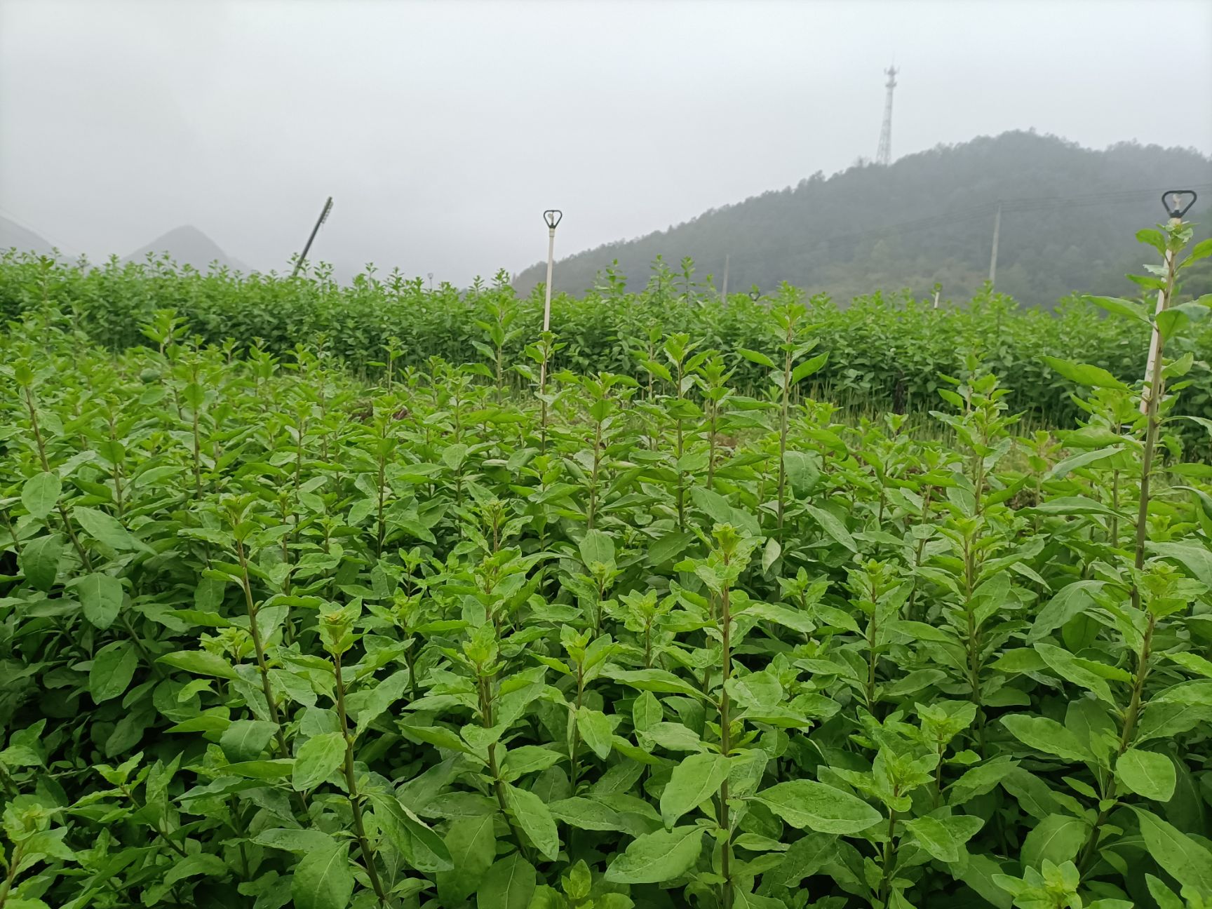 枸杞叶 枸杞，50-60公分长的杞芽菜产地直销
