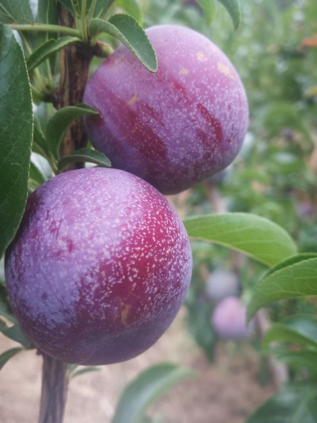  成熟区的三华李口感不错。颜色鲜艳可以保证质量