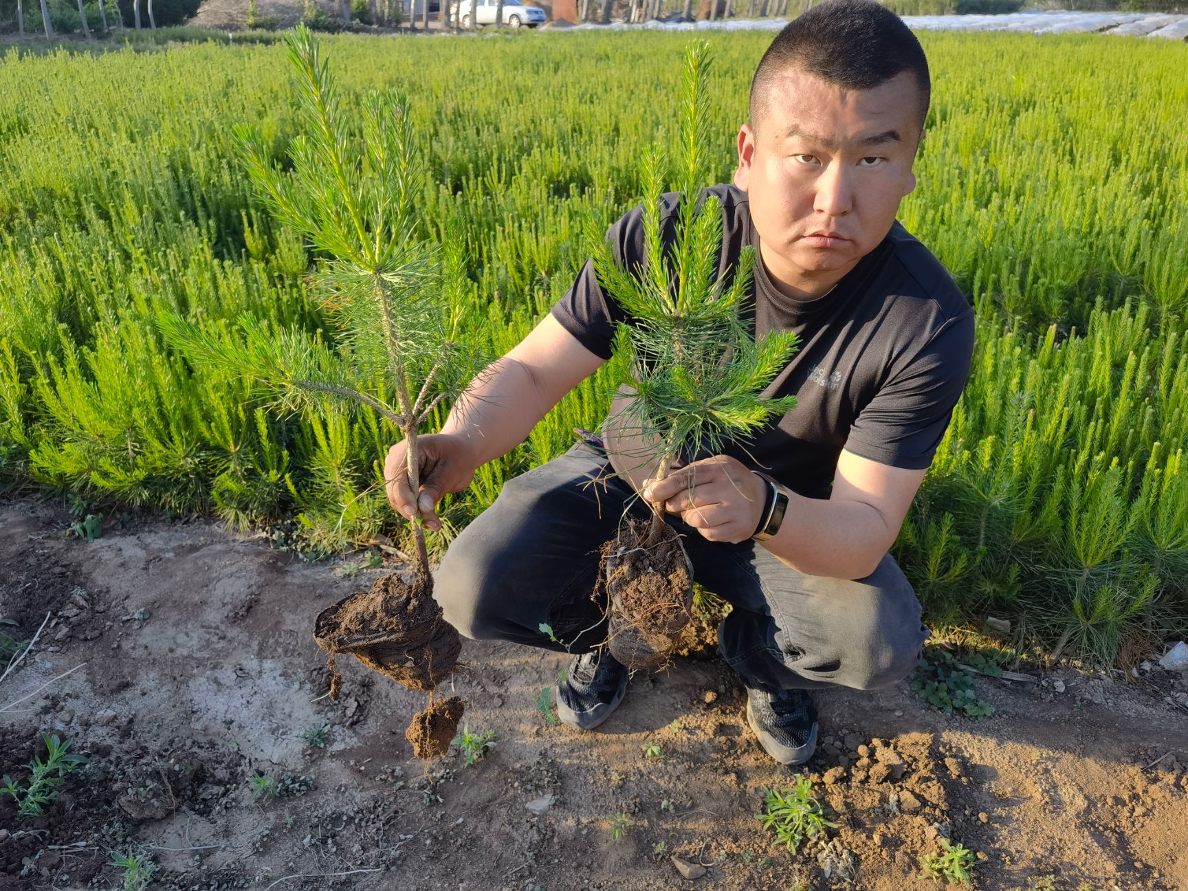 樟子松杯苗，黄粘土，13.16杯高度50公分，40公分，