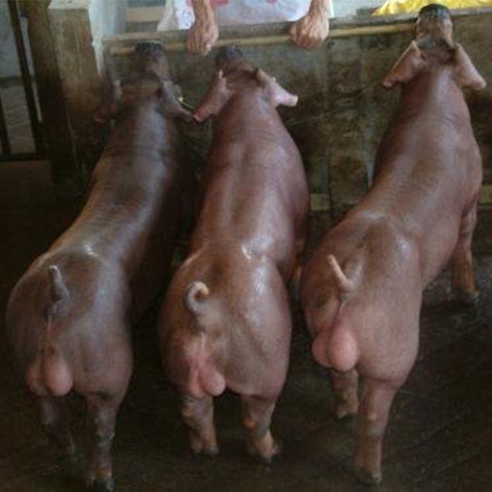 杜洛克猪  杜洛克种（公，母.）猪常年大量供应，品种纯正，防