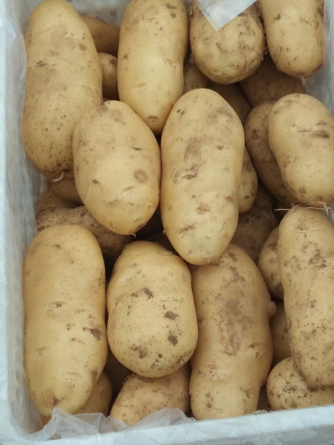 荷兰15  山东土豆，荷兰十五土豆，黄皮黄心，支持全国发货，