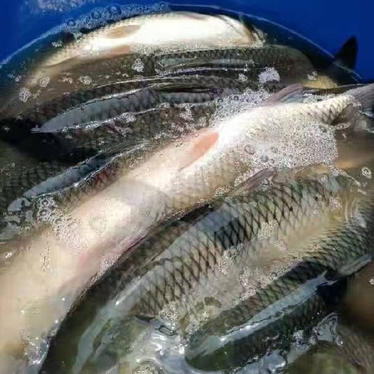 象州县厚子鱼 水库地网10斤草鱼出货