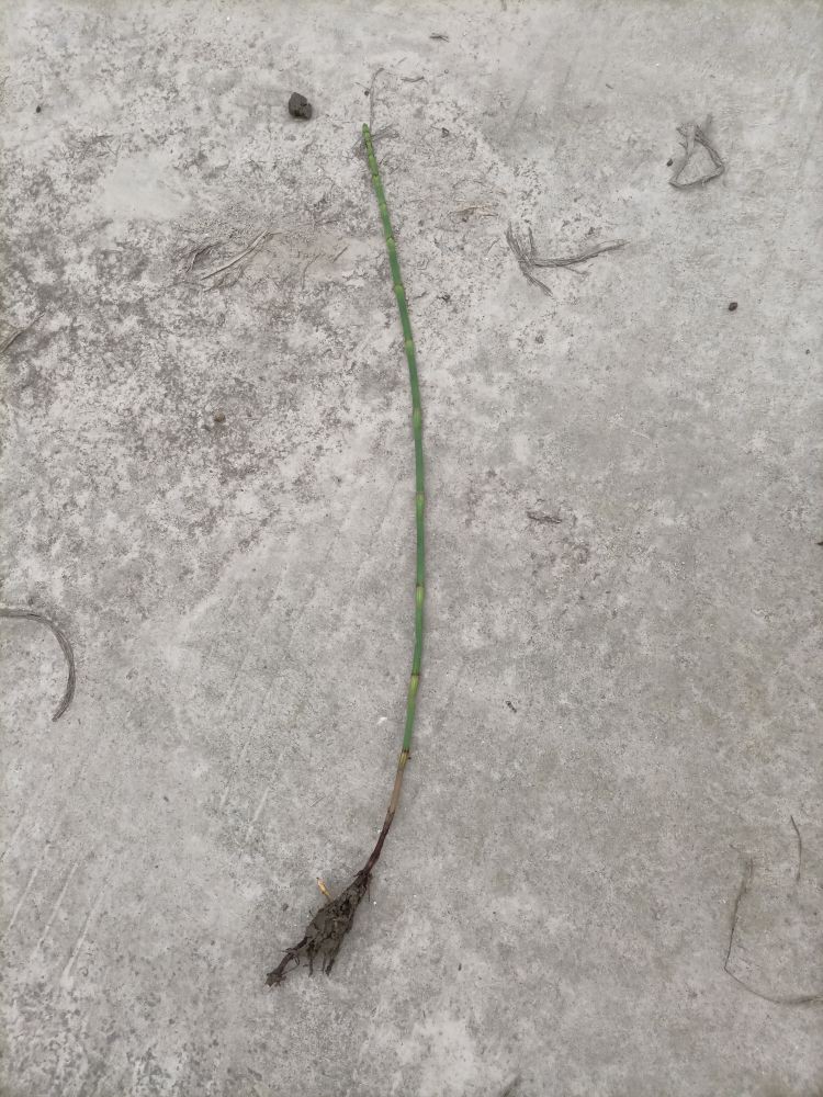 紫叶酢浆草  木贼