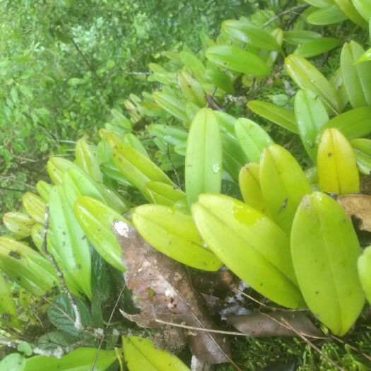 开阳县 单叶石橄榄