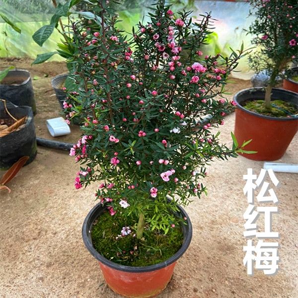 杭州松红梅树苗盆栽 一树多色 花开不断四季常青耐寒室内外庭院绿植