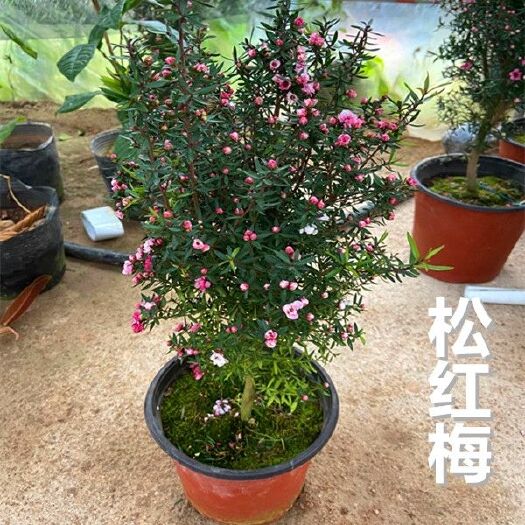松红梅树苗盆栽 一树多色 花开不断四季常青耐寒室内外庭院绿植