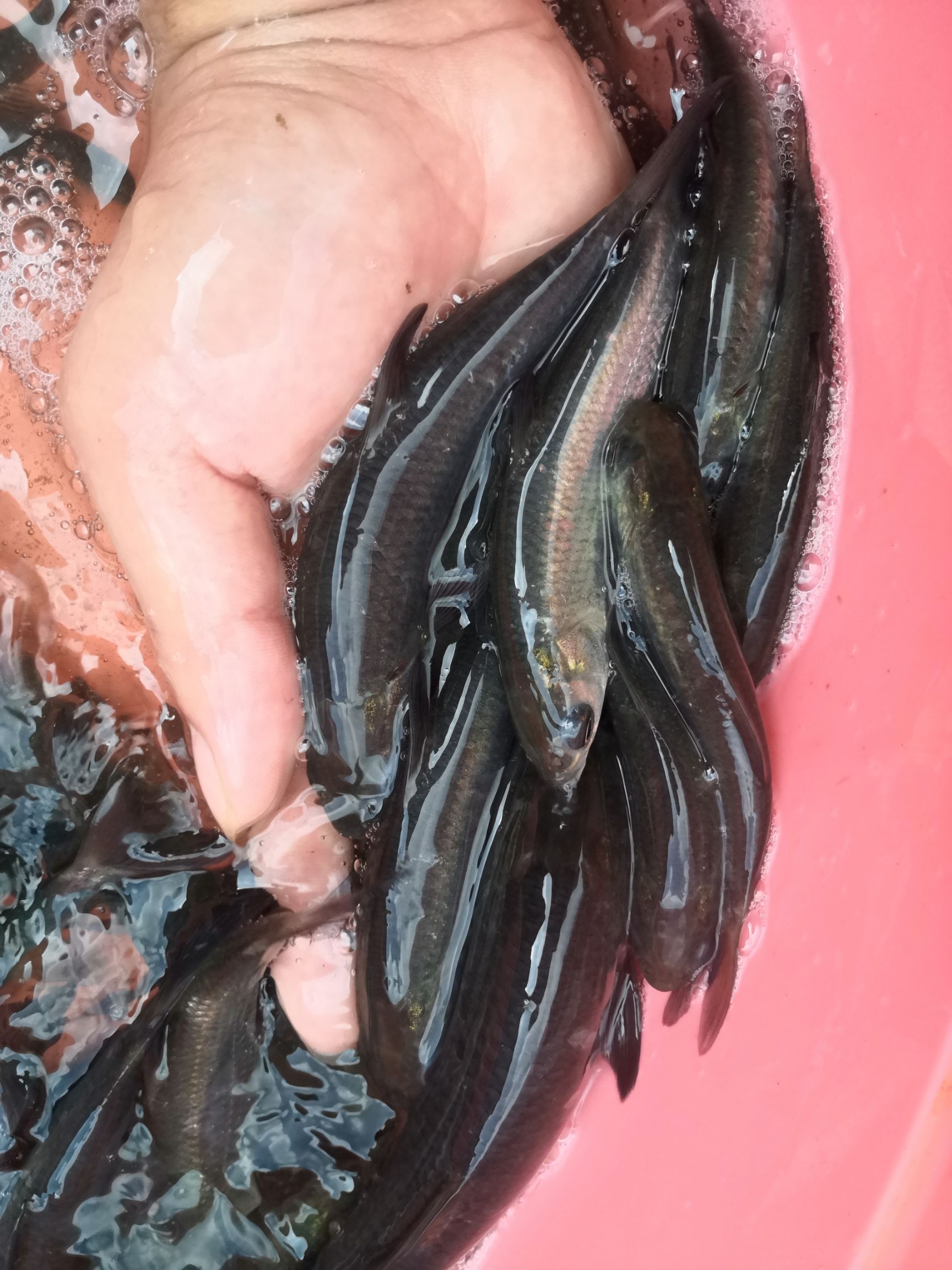  黑鲩鱼苗，场地直销，快大良种鱼苗无病无伤易养，欢迎选购。