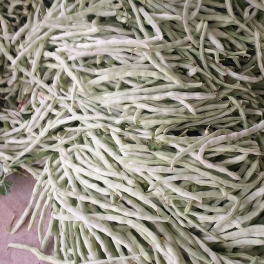 兴城市白条豆角，大量上市中