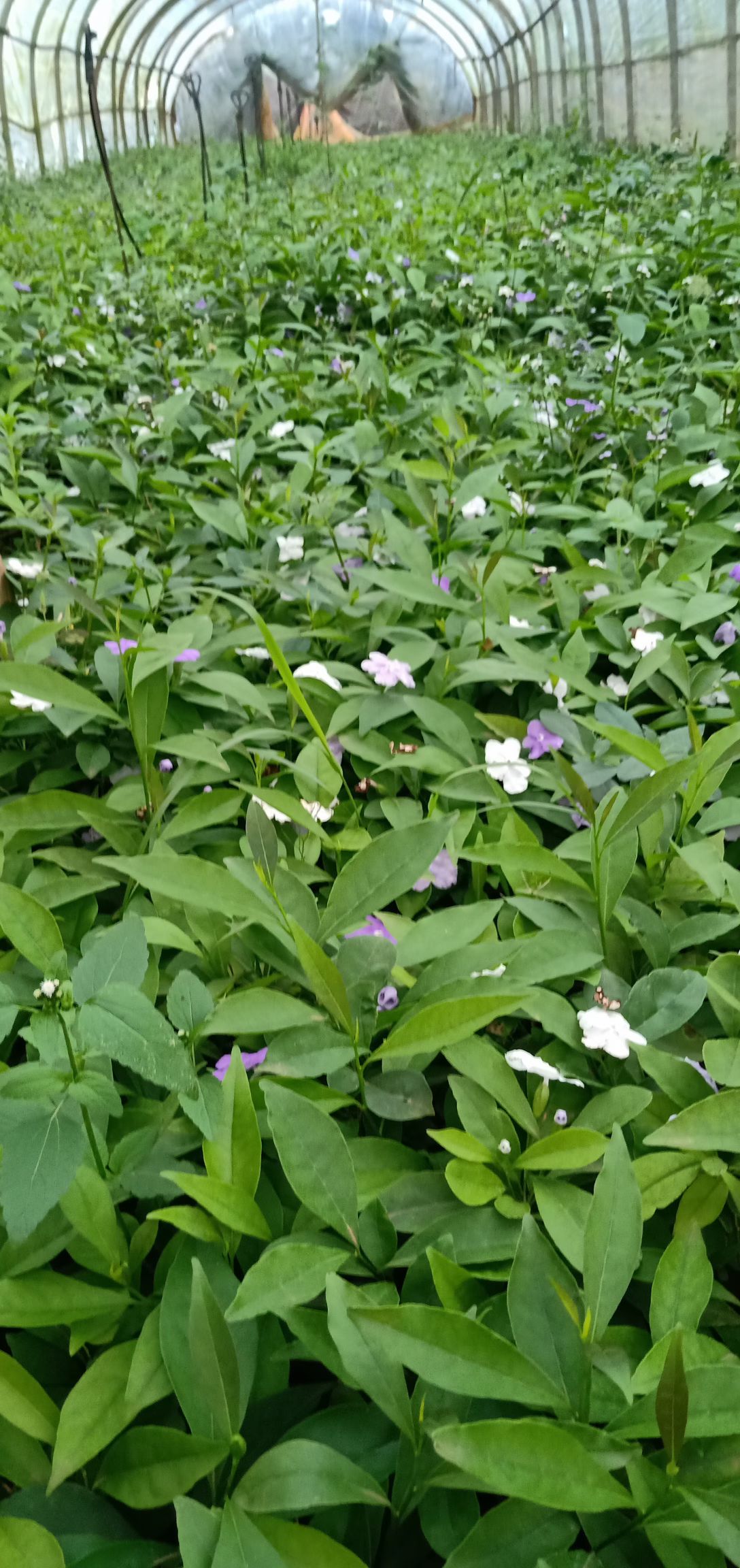 茉莉花  双色茉莉