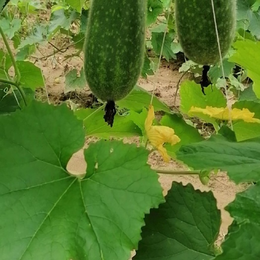 广西青皮毛节瓜大量上市中，基地货，质量要求严格，欢迎前来选购
