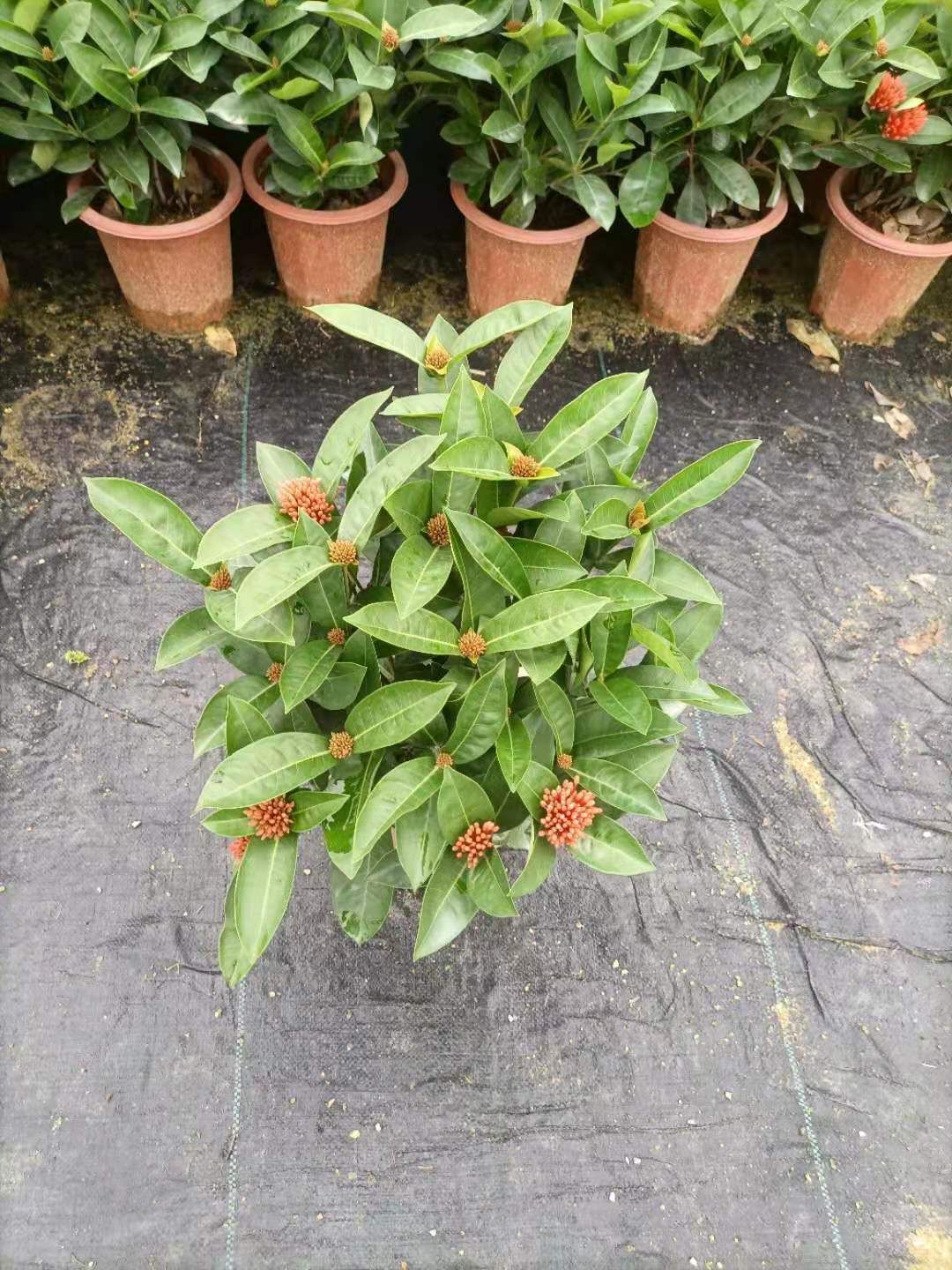 新加坡龙船花