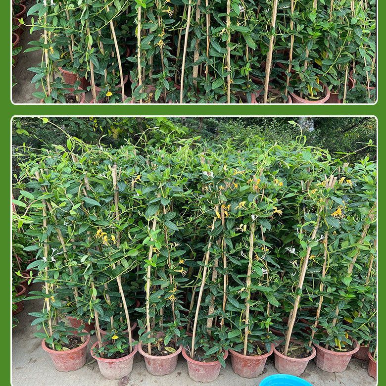 四季金银花苗  金银花苗  金银花盆栽可食用 爬藤植物