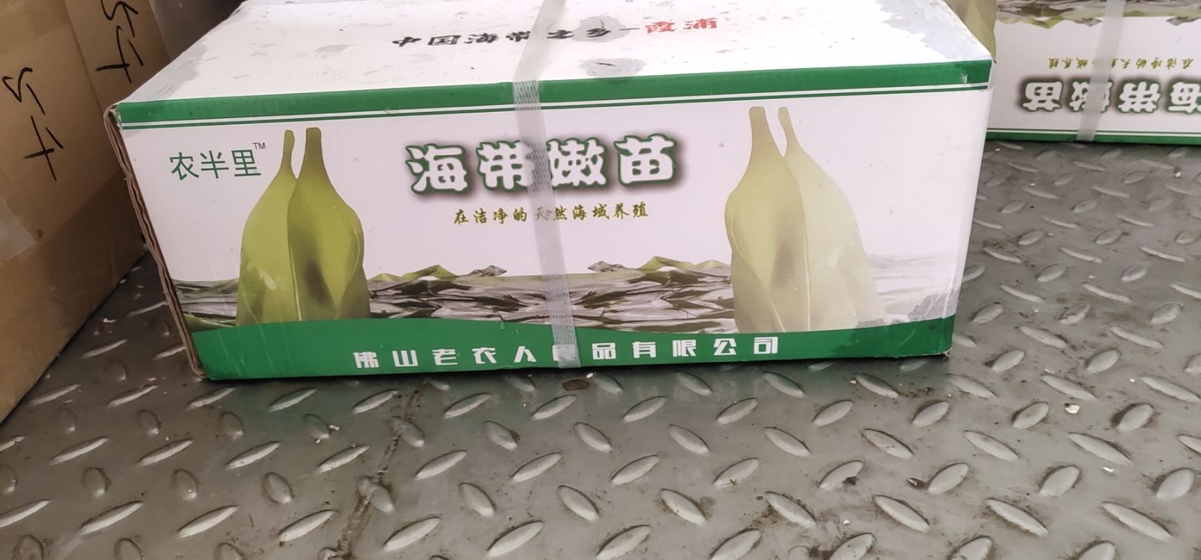 鲜海带  海带苗