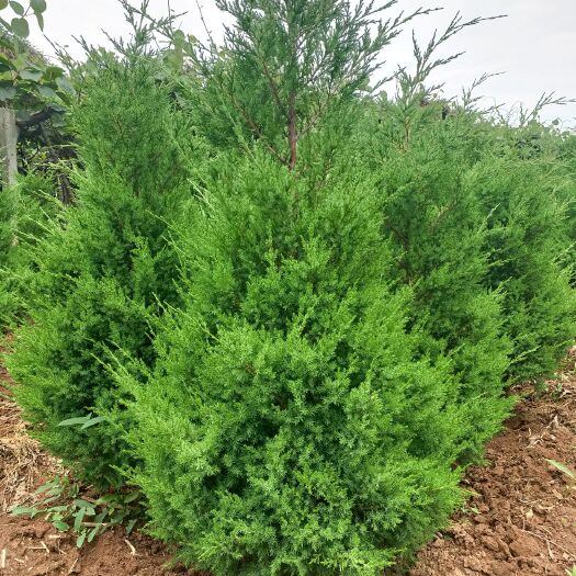 周至县刺松 河南会刺柏