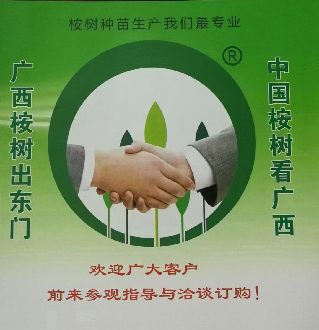 桉树苗  良种速桉苗品种26号-27号-28号-29号-43号-13号