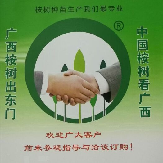 梧州桉树苗  良种速桉苗品种26号-27号-28号-29号-43号-13号