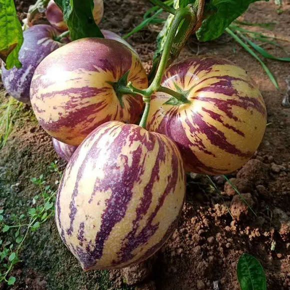 人参果，营养丰富，老少皆宜