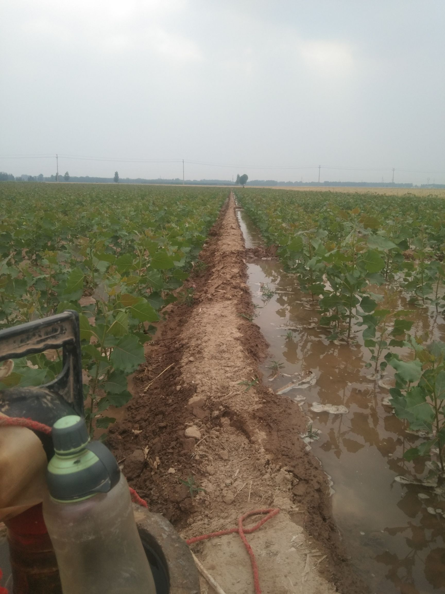 107杨树苗黑杨，速生杨