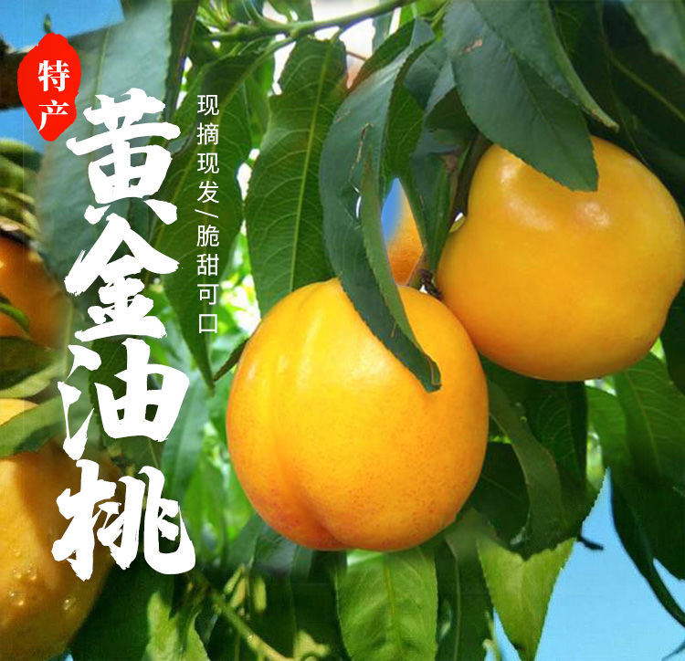 蒙阴沂蒙山区黄油桃现摘黄桃脆甜应季露天新鲜水果