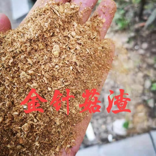 石家庄菜粕 烘干金针菇渣