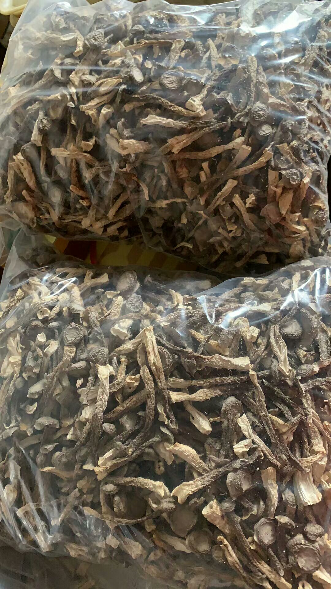 鹿茸菇