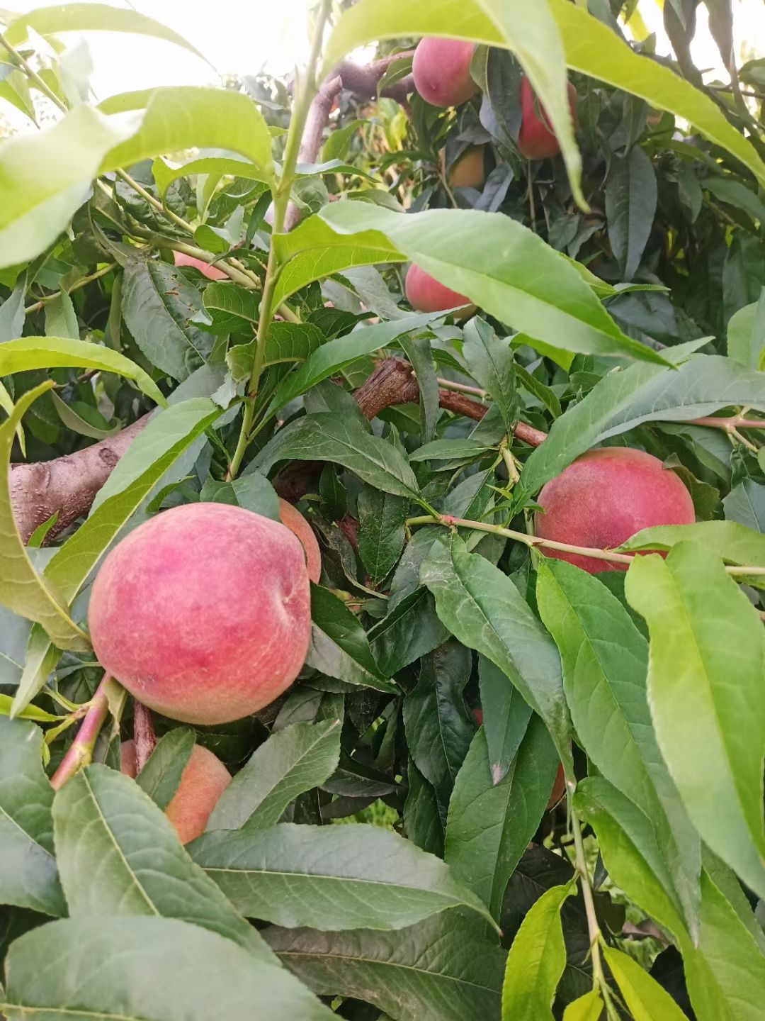 毛桃 非玉大桃大量上市了有要的老板联系了