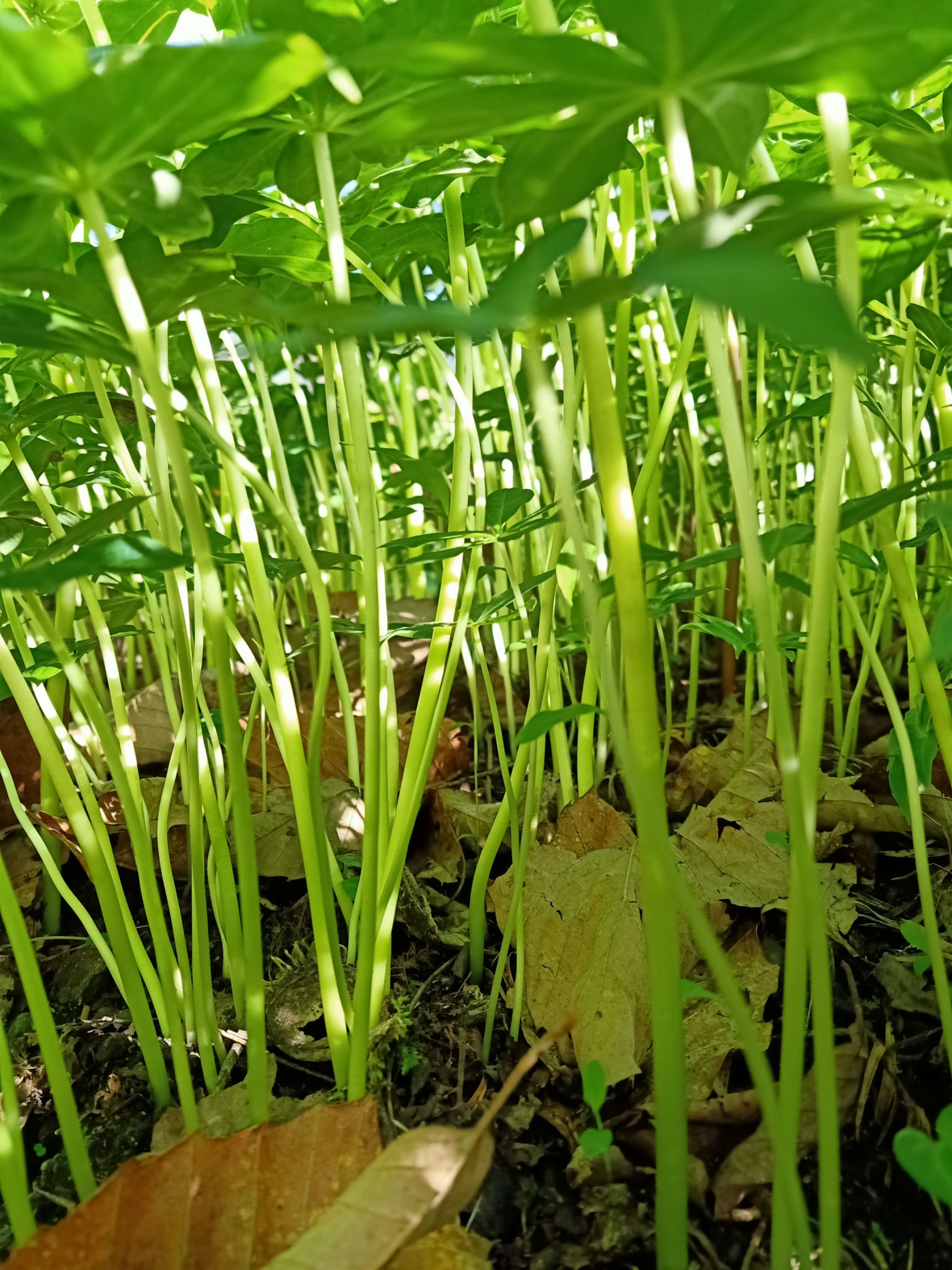 重楼苗  高海拔矮杆华重楼多芽品种，常年出售，产地四川省雅安市。