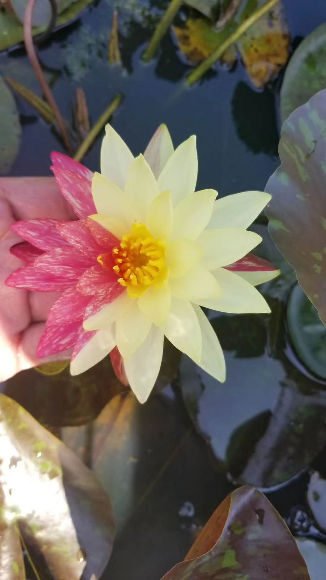 睡莲 碗莲等水生植物