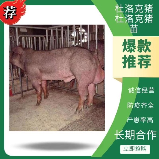 杜洛克猪  杜洛克种（公，母.）猪常年大量供应，品种纯正，防