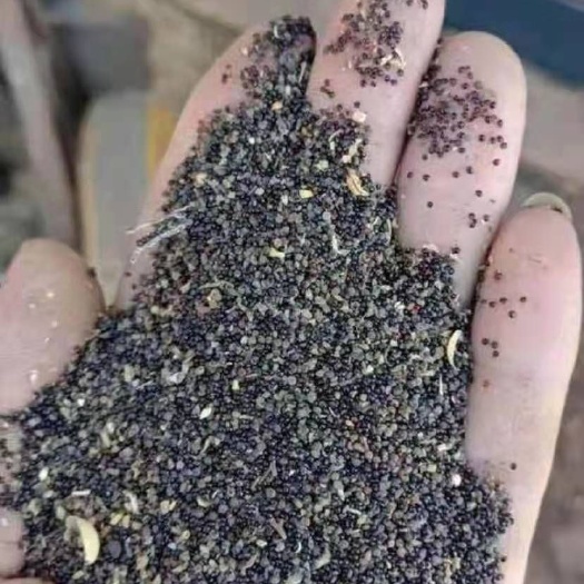 通榆县禾谷饲料  灰菜子，草子