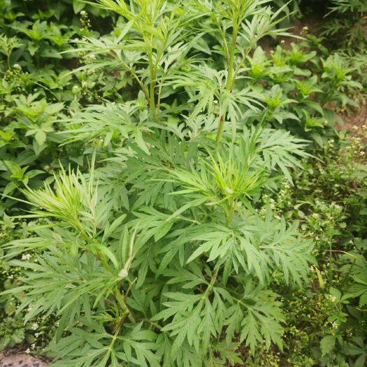 尚志市藜蒿  当年纯野生柳蒿芽茶