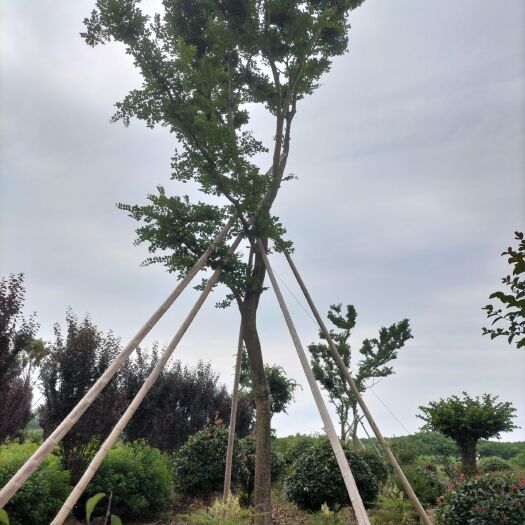  《九江柴源农林发展有限公司》大量控根器朴树丛生朴树移植朴树