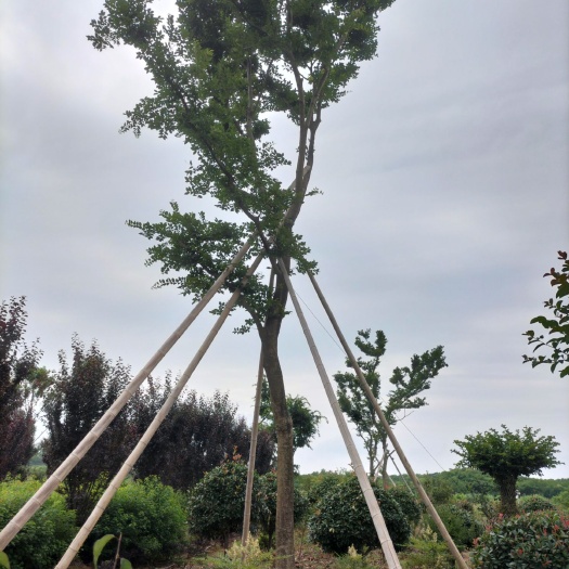 《九江柴源农林发展有限公司》大量控根器朴树丛生朴树移植朴树