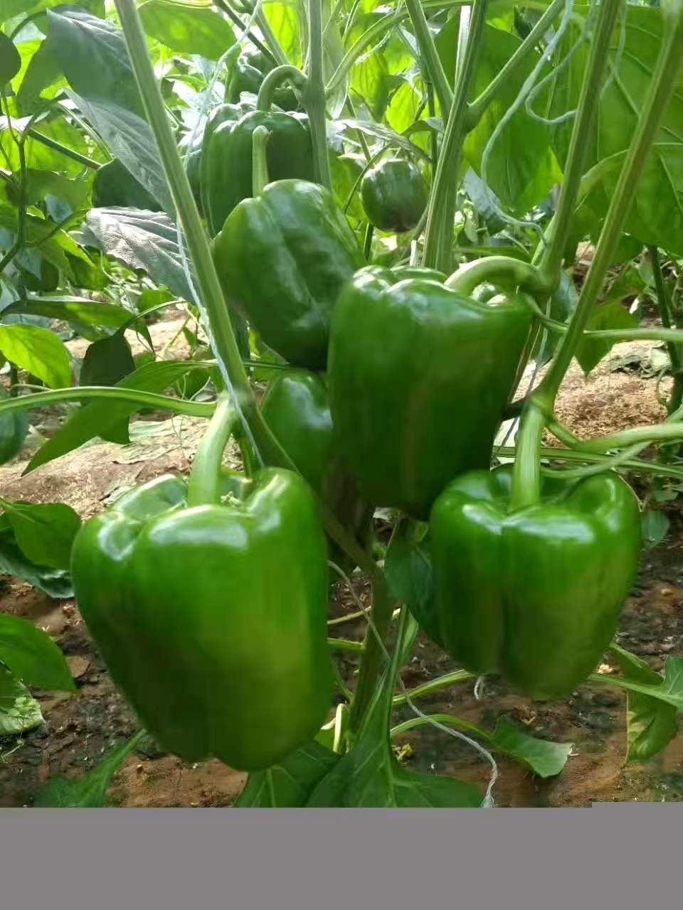 绿方椒苗 红方椒苗 五彩椒苗 太空椒苗 厚皮圆椒苗