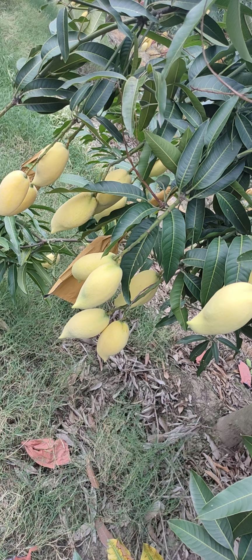 鹰嘴芒果 好新鲜的芒果，地里直接择了就给你发走，喜欢的赶紧下