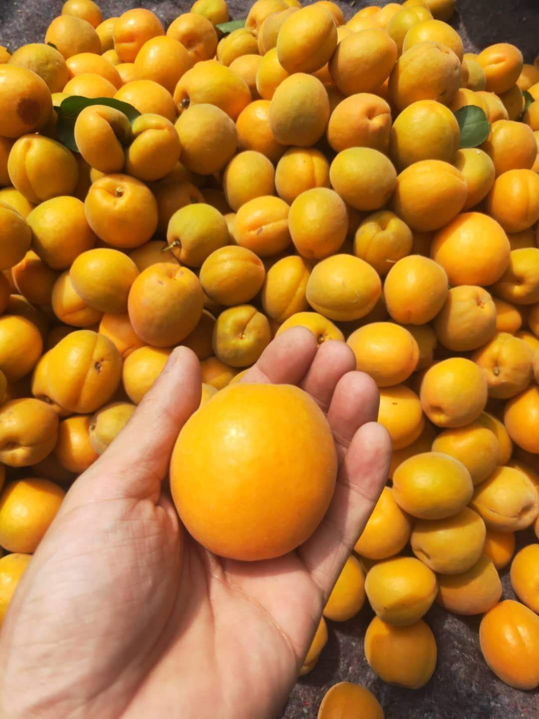 金太阳杏 火热，杏，预订从速