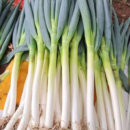 夏邑县钢葱 精品偏粗铁杆大葱