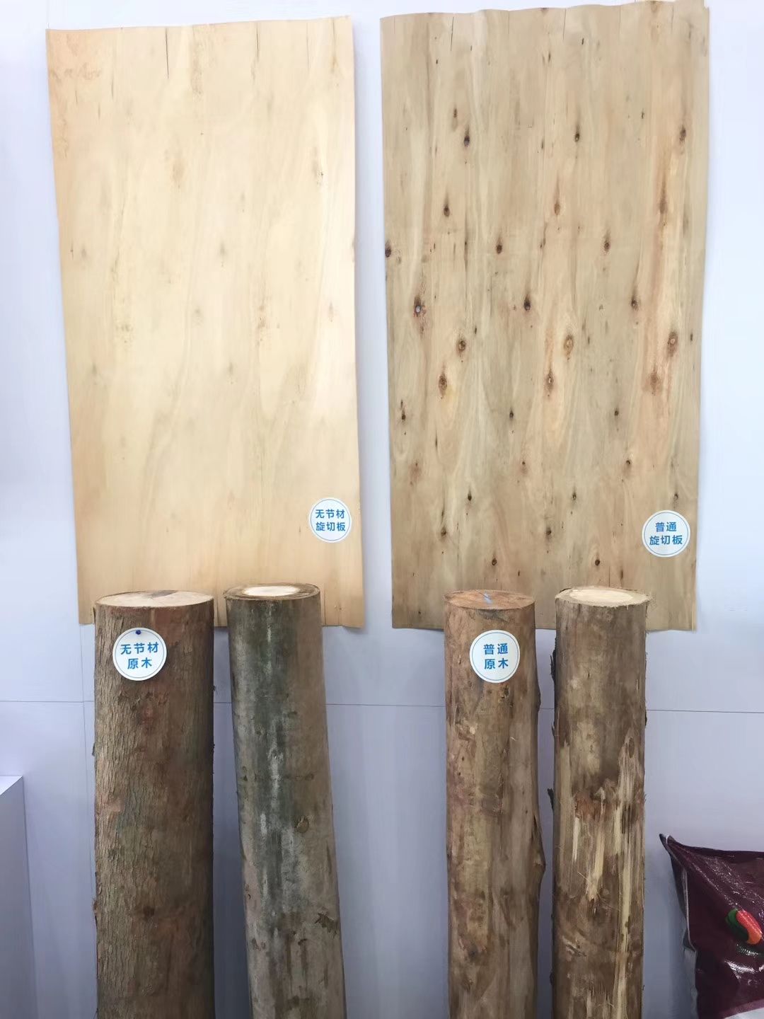 桉树苗  良种速桉苗品种26号-27号-28号-29号-43号-13号