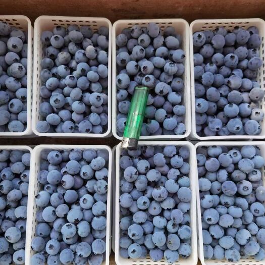 鲁农人山地露天蓝莓，克莱西鲜果一件代发包邮，对接各大平台达人