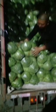 中甘系列  甘蓝