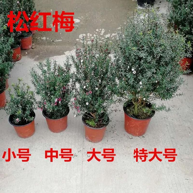 松红梅树苗盆栽 一树多色 花开不断四季常青耐寒室内外庭院绿植