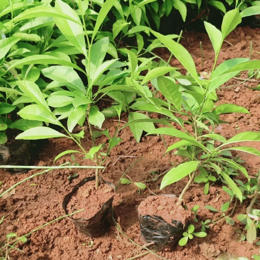 茉莉花  双色茉莉