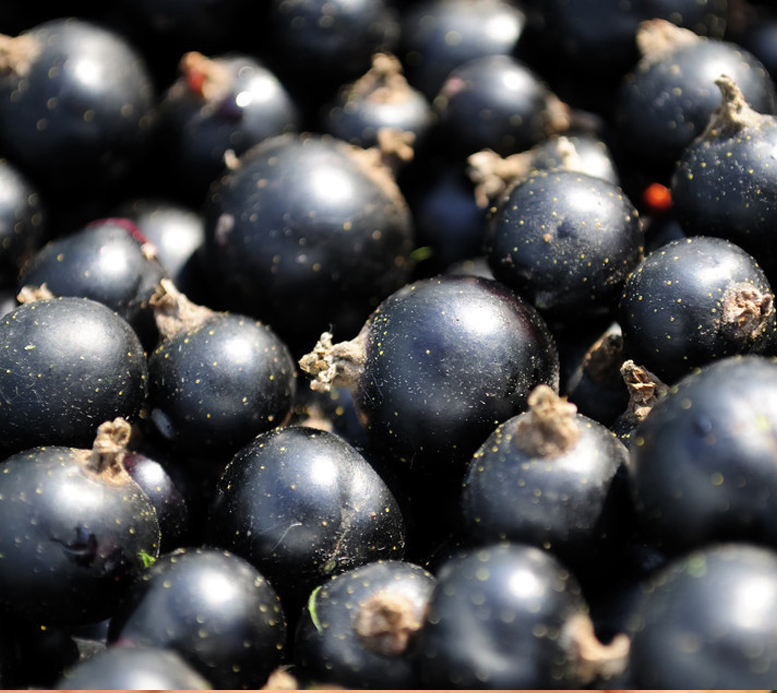 黑莓 东北黑加仑黑醋栗鲜果，也叫黑豆果小浆果出售