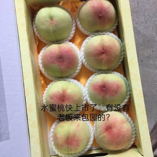 常州阳山水蜜桃白凤桃，胡锦桃
