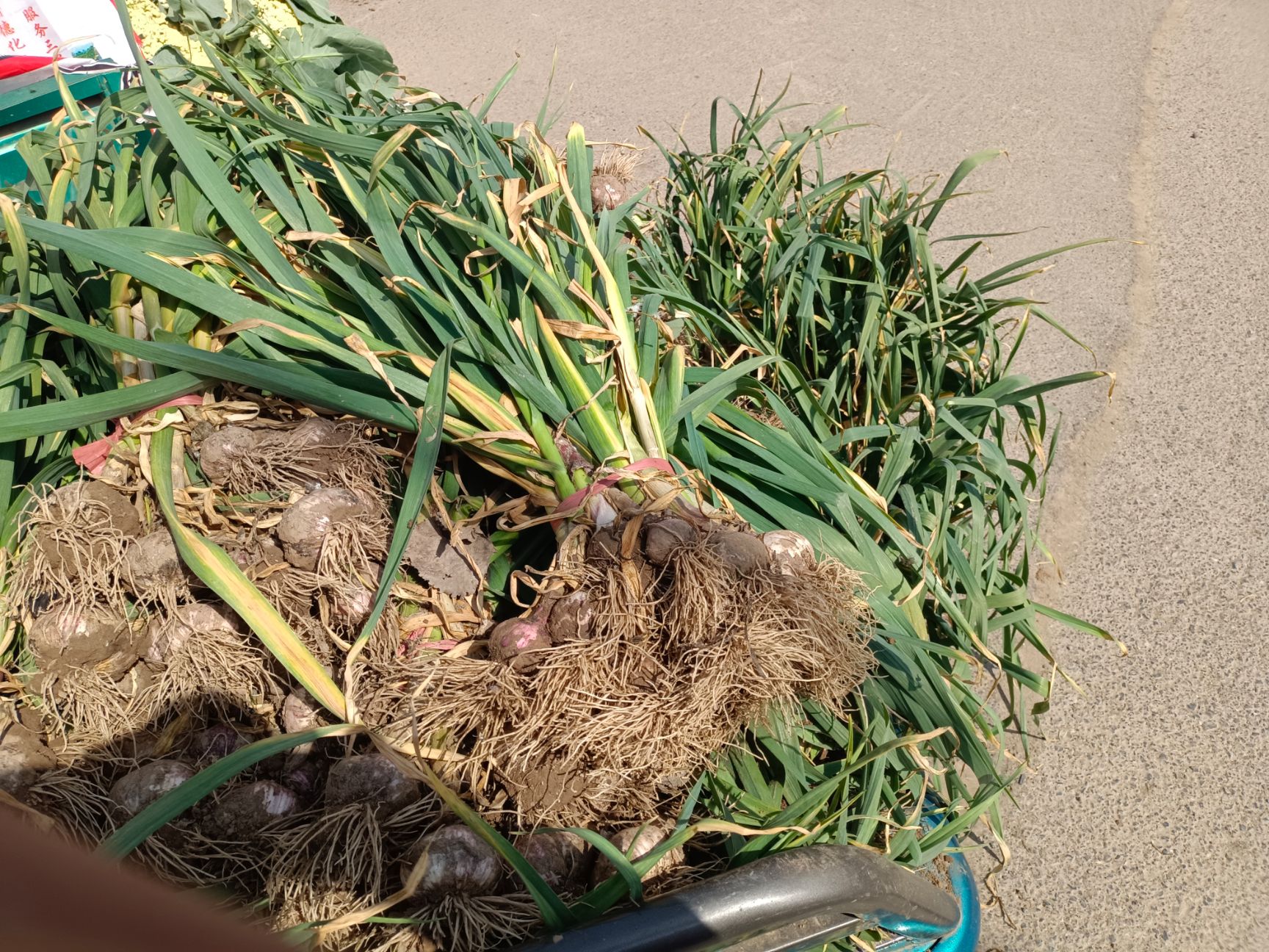 大蒜 山东省滨州市惠民县 混级统货 新蒜 库外蒜 鲜蒜 