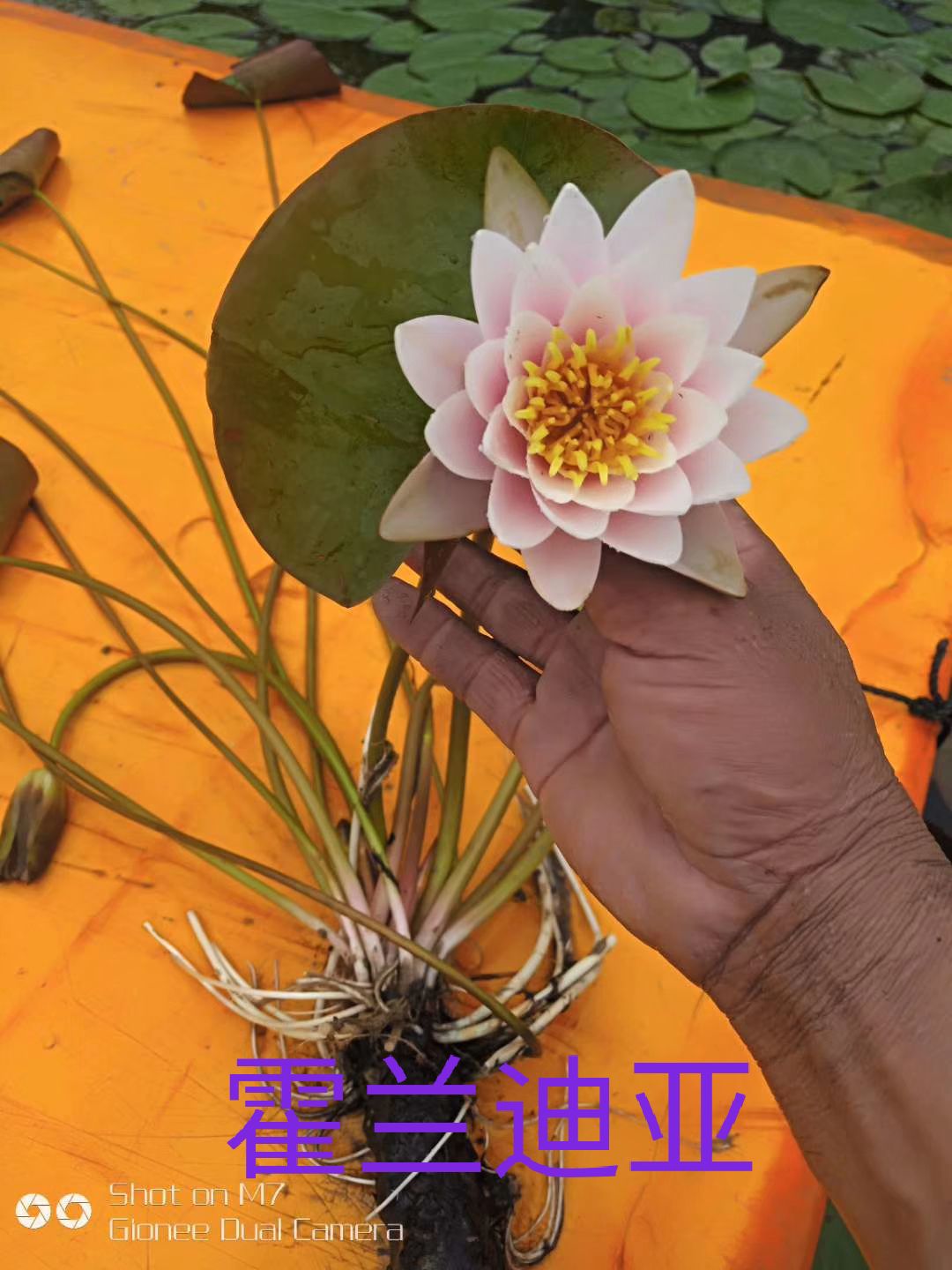 睡莲 碗莲等水生植物