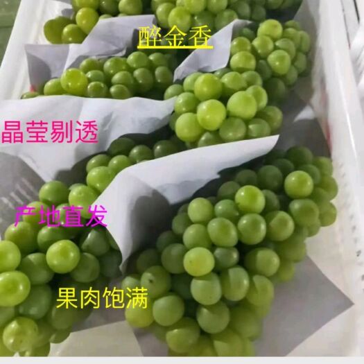 嘉兴 优质，醉金香葡萄 果肉颗粒饱满 晶莹剔透 欢迎新老顾客前来咨