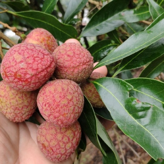 玉林黑叶荔枝